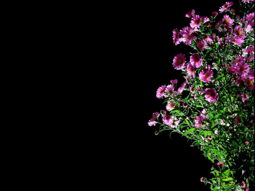 422931 (a): :1024x768